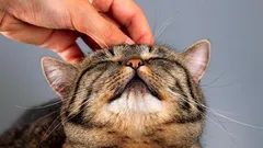 De här katterna lever i nästan 20 år: 3 raser som kommer att glädja sina ägare länge