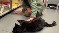 Borta i 12 år och kom tillbaka – katten kände igen sin matte direkt