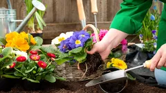 Vilka blommor kan du så direkt på friland i april? En enkel lista utan krångel