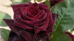 De här rosorna pryder vilken trädgård som helst: 5 av de vackraste och mest lättskötta sorterna