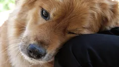 En gest från de vilda förfäderna: varför lägger hunden huvudet på sin ägare?