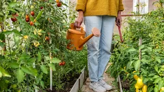 Varför korsdrag i växthuset är nyttigt och hur du ordnar det på rätt sätt: råd till trädgårdsodlare