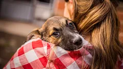 Hemligheten bakom hundens kärlek: så väljer den sin favorit i familjen