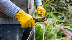 Ett misstag – och grenarna börjar ruttna: trädgårdsexperten om regler för beskärning