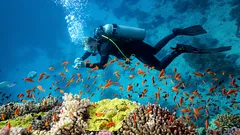 Undervattenshemligheter: 6 platser som dykare från hela världen drömmer om att besöka år 2026