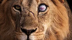 Lejonet är inte så starkt som det verkar: 8 djur som det inte kan stå emot på egen hand