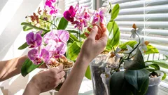 Växterna växer men blommar inte? De 5 bästa tipsen som får dem att blomma snabbare