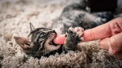 Så får du en kattunge att sluta bitas och rivas: rätt sätt att hantera en liten busunge