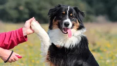 Från kaos till disciplin: så gör du dressyren till en fest för hunden