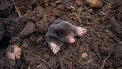 Koka upp och häll ner det i hålet – mullvadarna flyr direkt från tomten