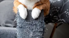 Finesserna inom kattpsykologi: vet du varför katter klöser på tapeter och möbler?