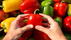 Vilken paprika är nyttigast – röd, gul eller grön? Experterna sätter punkt i debatten