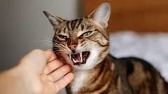 Myten om kattens hämnd: Vad ligger egentligen bakom dess dåliga beteende?