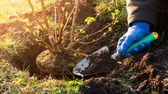 Trädgårdsmästarens värsta misstag: 10 buskar du aldrig ska plantera nära huset