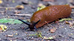 Så blir du av med sniglar utan kemikalier: 3 steg som snabbt får bort dem